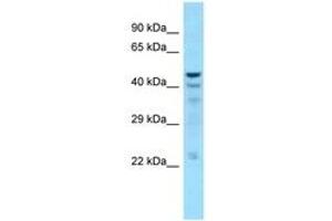 Image no. 1 for anti-5',3'-Nucleotidase, Cytosolic (NT5C) (C-Term) antibody (ABIN6748328)