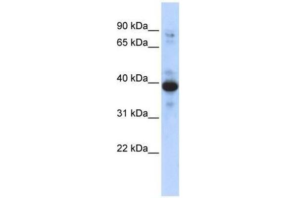 anti-Ring Finger Protein 34 (RNF34) (Middle Region) antibody