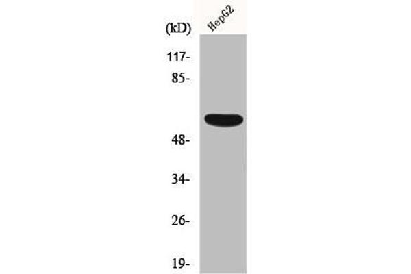 ACRBP antibody  (Internal Region)