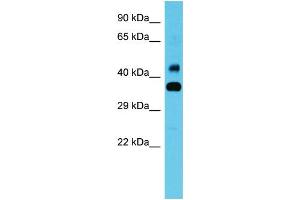 Image no. 1 for anti-COBW Domain Containing 1 (CBWD1) (N-Term) antibody (ABIN2791133)