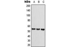 Image no. 1 for anti-C-Type Lectin Domain Family 14, Member A (CLEC14A) (Center) antibody (ABIN2705896)