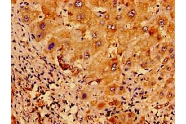 Urocortin 2 antibody  (AA 72-112)