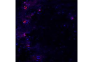 Image no. 3 for anti-Beclin 1, Autophagy Related (BECN1) (AA 400-450) antibody (ABIN349984)