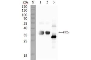 Western Blotting (WB) image for anti-SARS-CoV-2 Spike S1 (RBD) antibody (ABIN6952746)