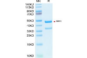 SDS-PAGE (SDS) image for Growth Differentiation Factor 15 (GDF15) protein (Fc Tag,Biotin) (ABIN7274720)