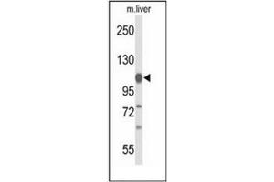 Image no. 1 for anti-Glycine Dehydrogenase (GLDC) (AA 56-85), (N-Term) antibody (ABIN952523)