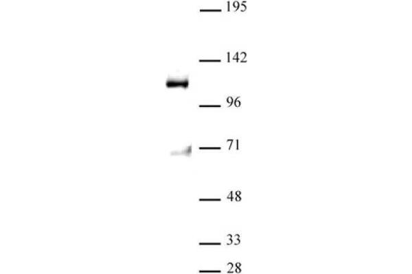 anti-M-Phase phosphoprotein 8 (MPHOSPH8) (AA 50-120) antibody