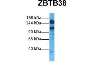 Image no. 3 for anti-Zinc Finger and BTB Domain Containing 38 (ZBTB38) (N-Term) antibody (ABIN2778613)