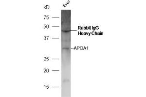 Image no. 3 for anti-Apolipoprotein A-I (APOA1) (AA 51-150) antibody (ABIN728968)
