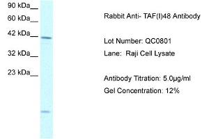 Image no. 1 for anti-TATA Box Binding Protein (TBP)-Associated Factor, RNA Polymerase I, A, 48kDa (TAF1A) (N-Term) antibody (ABIN2792589)