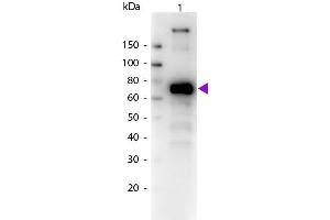 Western Blotting (WB) image for Goat anti-Monkey IgM (Chain mu) antibody (Biotin) - Preadsorbed (ABIN102652)