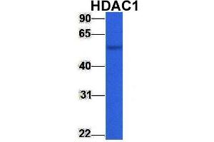 Image no. 6 for anti-Histone Deacetylase 1 (HDAC1) (Middle Region) antibody (ABIN2779587)