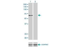 Image no. 2 for anti-Karyopherin alpha 5 (Importin alpha 6) (KPNA5) (AA 1-539) antibody (ABIN561617)