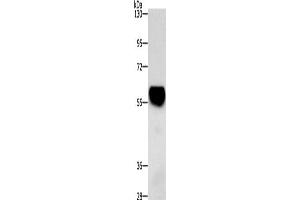 Western blot analysis of Mouse heart tissue using ZBTB26 Polyclonal Antibody at dilution of 1:500