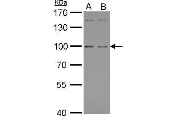 anti-G Protein-Coupled Receptor, Family C, Group 6, Member A (GPRC6A) (C-Term) antibody