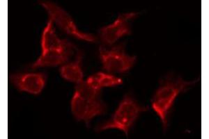 Image no. 6 for anti-Epidermal Growth Factor Receptor (EGFR) (pSer1026) antibody (ABIN6254923)
