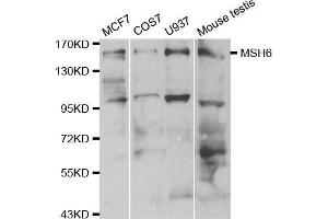 Image no. 2 for anti-MutS Homolog 6 (E. Coli) (MSH6) antibody (ABIN3021223)