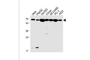 Image no. 4 for anti-Adrenergic, beta-2-, Receptor, Surface (ADRB2) (AA 345-373) antibody (ABIN391398)