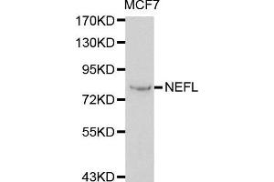 Neurofilament light polypeptide (NF-L), Chicken Polyclonal Antibody