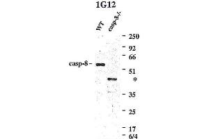 Image no. 3 for anti-Caspase 8 (CASP8) antibody (ABIN2745525)