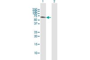 Western Blot analysis of NEK3 expression in transfected 293T cell line by NEK3 MaxPab polyclonal antibody.