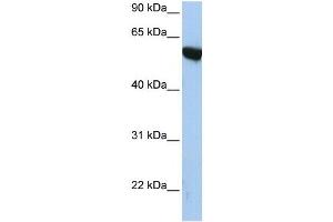 Image no. 1 for anti-Amyloid beta (A4) Precursor Protein-Binding, Family A, Member 3 (APBA3) (N-Term) antibody (ABIN926957)
