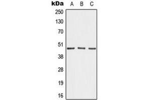 Image no. 1 for anti-A Kinase (PRKA) Anchor Protein 5 (AKAP5) (N-Term) antibody (ABIN2707317)