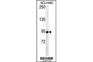 Image no. 1 for anti-ATP-Binding Cassette, Sub-Family F (GCN20), Member 1 (ABCF1) (AA 687-716), (C-Term) antibody (ABIN653226)