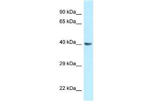 Image no. 1 for anti-Guanine Nucleotide Binding Protein (G Protein), Q Polypeptide (GNAQ) (Middle Region) antibody (ABIN2785812)