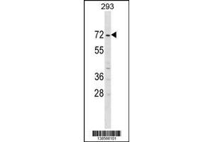 Image no. 1 for anti-Zinc Finger Protein 643 (ZNF643) (Center) antibody (ABIN2494667)