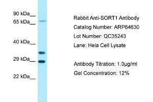 Image no. 1 for anti-Sortilin 1 (SORT1) (C-Term) antibody (ABIN2789904)