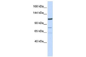 Image no. 1 for anti-Endosome/Lysosome-associated Apoptosis and Autophagy Regulator 1 (ELAPOR1) antibody (ABIN2459302)