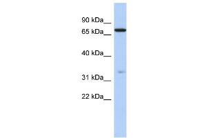 Image no. 1 for anti-Ataxin 7-Like 2 (ATXN7L2) (N-Term) antibody (ABIN2785259)