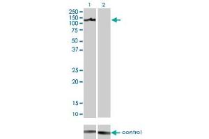 Image no. 3 for anti-AXL Receptor tyrosine Kinase (AXL) (AA 30-140) antibody (ABIN560017)