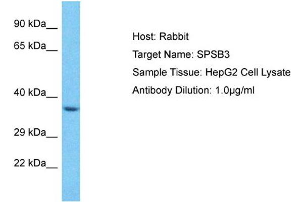 anti-SplA/ryanodine Receptor Domain and SOCS Box Containing 3 (SPSB3) (C-Term) antibody