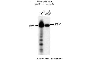 Image no. 1 for anti-Nucleoporin 210kDa (NUP210) (N-Term) antibody (ABIN108646)