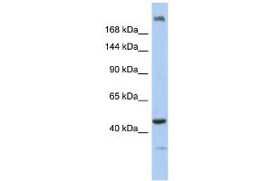 KIAA0284 antibody  (N-Term)