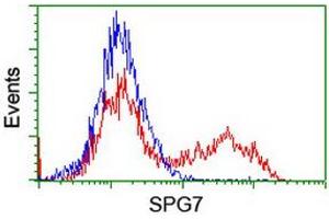 Image no. 2 for anti-Spastic Paraplegia 7 (SPG7) (AA 300-573) antibody (ABIN1491371)