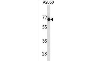 ENDOD1 抗体  (AA 255-284)