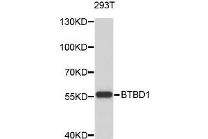 Image no. 1 for anti-BTB (POZ) Domain Containing 1 (BTBD1) antibody (ABIN1876088)