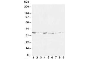 Image no. 2 for anti-Hematopoietically Expressed Homeobox (HHEX) (N-Term) antibody (ABIN3031174)
