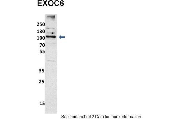 EXOC6 antibody  (N-Term)