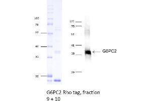 Western Blotting (WB) image for Glucose-6-Phosphatase, Catalytic, 2 (G6PC2) (AA 1-355) protein (rho-1D4 tag) (ABIN3107268)