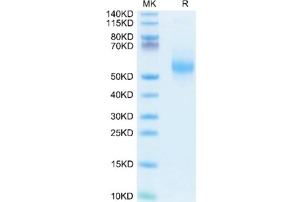 IL-3 Protein (Fc Tag)