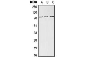 Image no. 1 for anti-NDC80 Kinetochore Complex Component Homolog (NDC80) (Center) antibody (ABIN2706655)