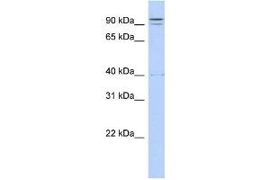 Image no. 1 for anti-Tetratricopeptide Repeat Domain 14 (TTC14) (N-Term) antibody (ABIN2776620)