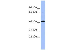 Image no. 1 for anti-Complement Factor P (CFP) (N-Term) antibody (ABIN2786671)