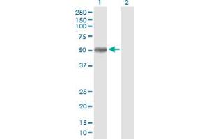 Western Blot analysis of PLEKHA8 expression in transfected 293T cell line by PLEKHA8 MaxPab polyclonal antibody.