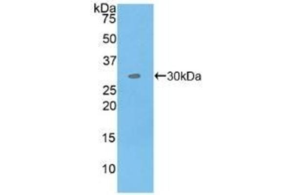 MAP4K5 antibody  (AA 613-842)