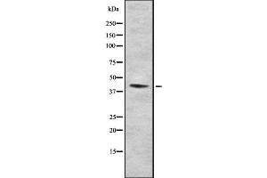 Image no. 1 for anti-Farnesyltransferase, CAAX Box, alpha (FNTA) (N-Term) antibody (ABIN6261777)